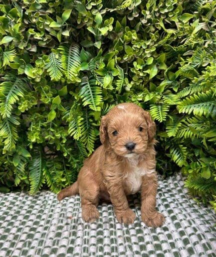 Cavapoo puppy for sale, dog for sale at Tagnimal