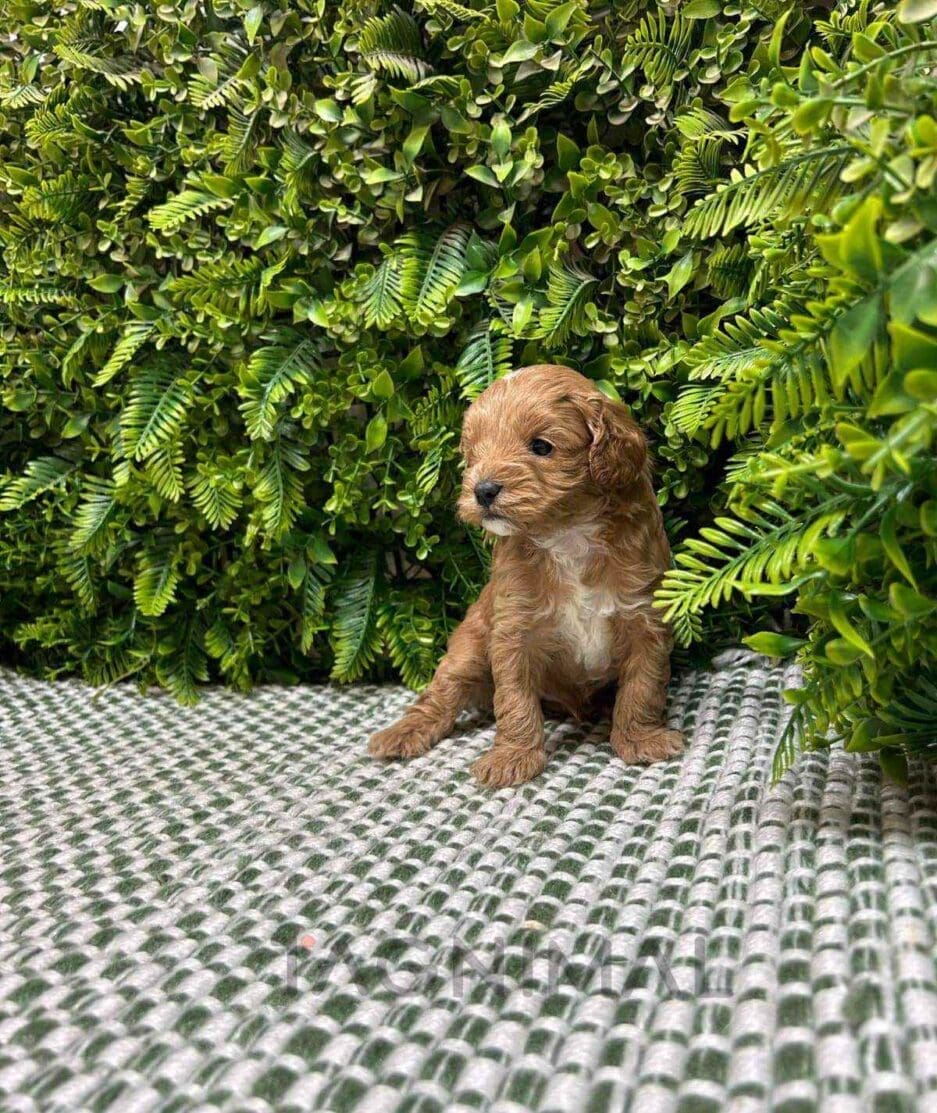 Cavapoo puppy for sale, dog for sale at Tagnimal