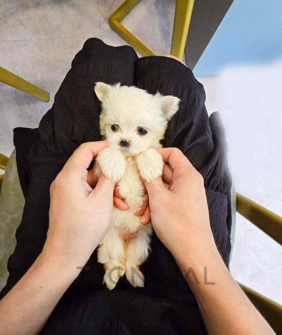 Maltese puppy for sale, dog for sale at Tagnimal