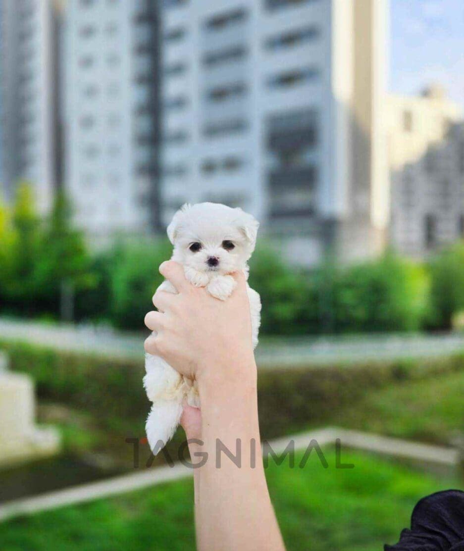 Maltese puppy for sale, dog for sale at Tagnimal