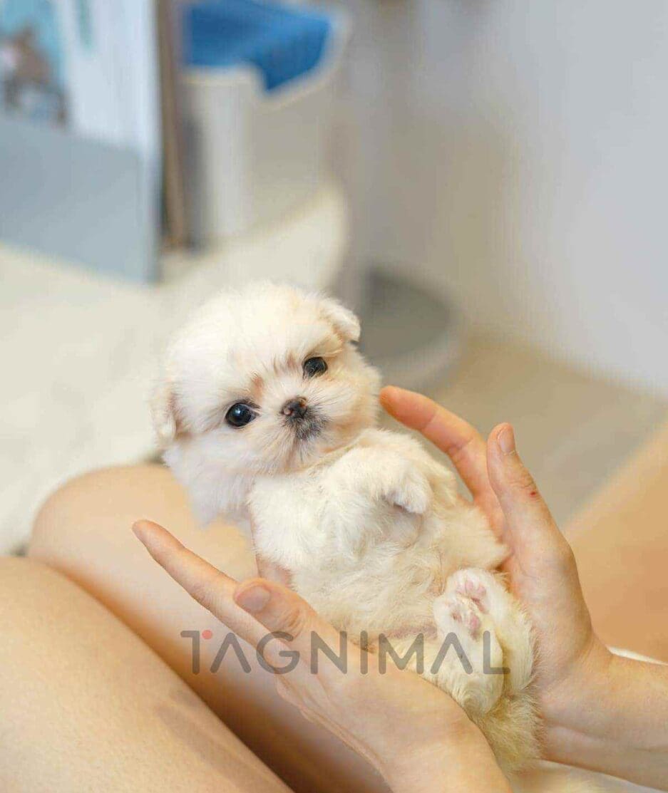 Maltese puppy for sale, dog for sale at Tagnimal