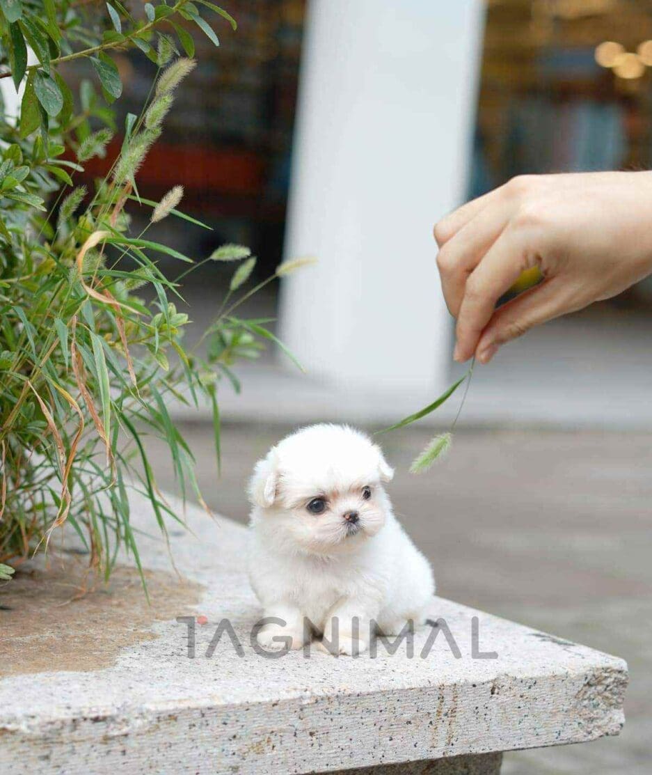 Maltese puppy for sale, dog for sale at Tagnimal