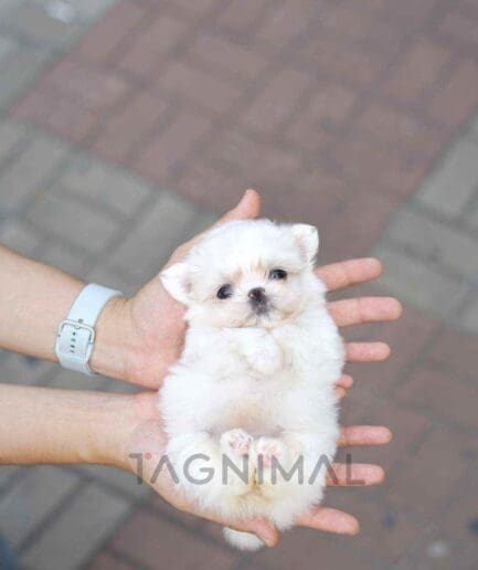 Maltese puppy for sale, dog for sale at Tagnimal