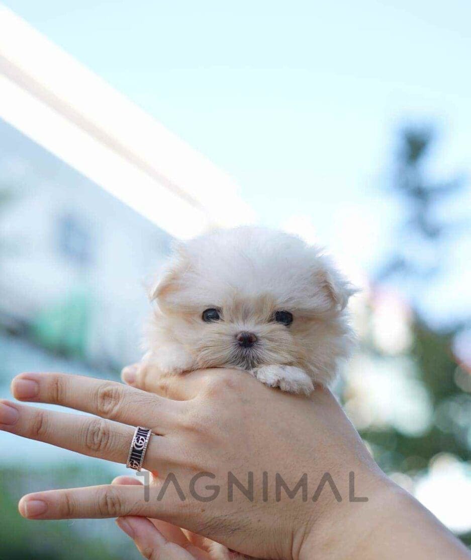 Maltese puppy for sale, dog for sale at Tagnimal