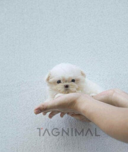 Maltese puppy for sale, dog for sale at Tagnimal