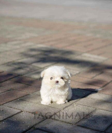 Maltese puppy for sale, dog for sale at Tagnimal