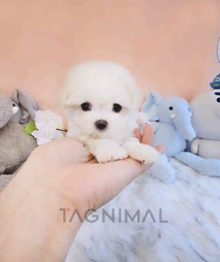 Maltese puppy for sale, dog for sale at Tagnimal