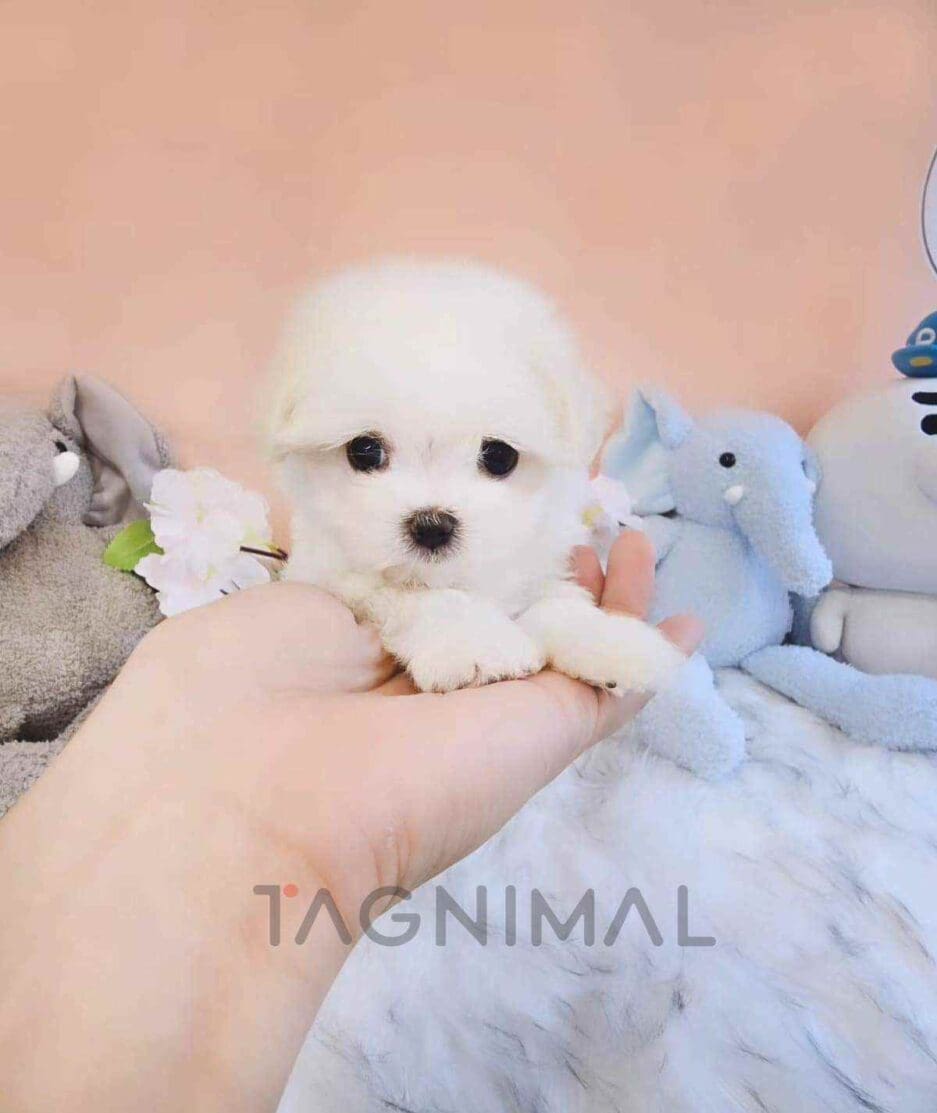 Maltese puppy for sale, dog for sale at Tagnimal