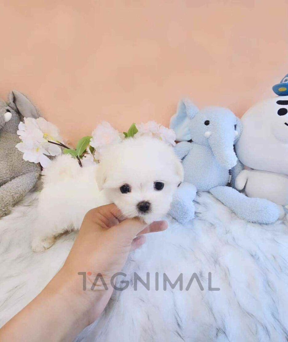 Maltese puppy for sale, dog for sale at Tagnimal