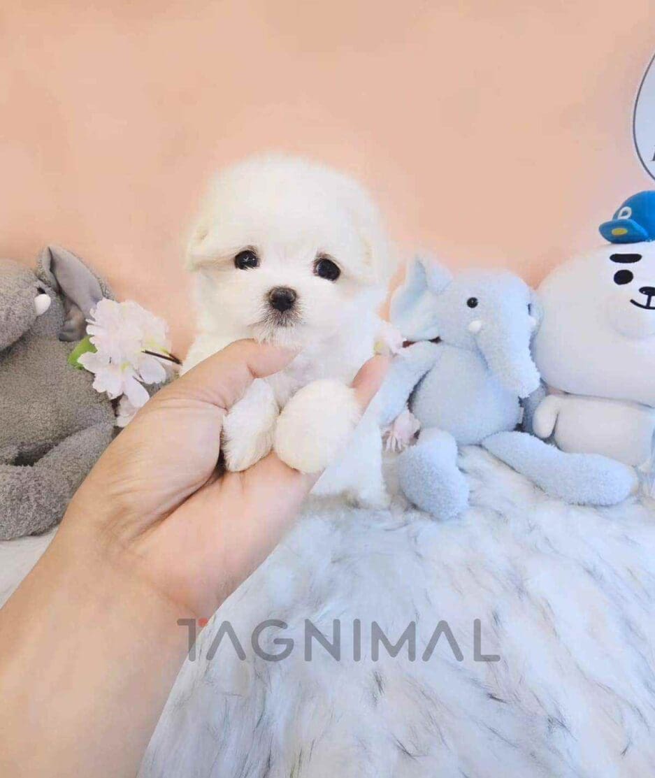 Maltese puppy for sale, dog for sale at Tagnimal