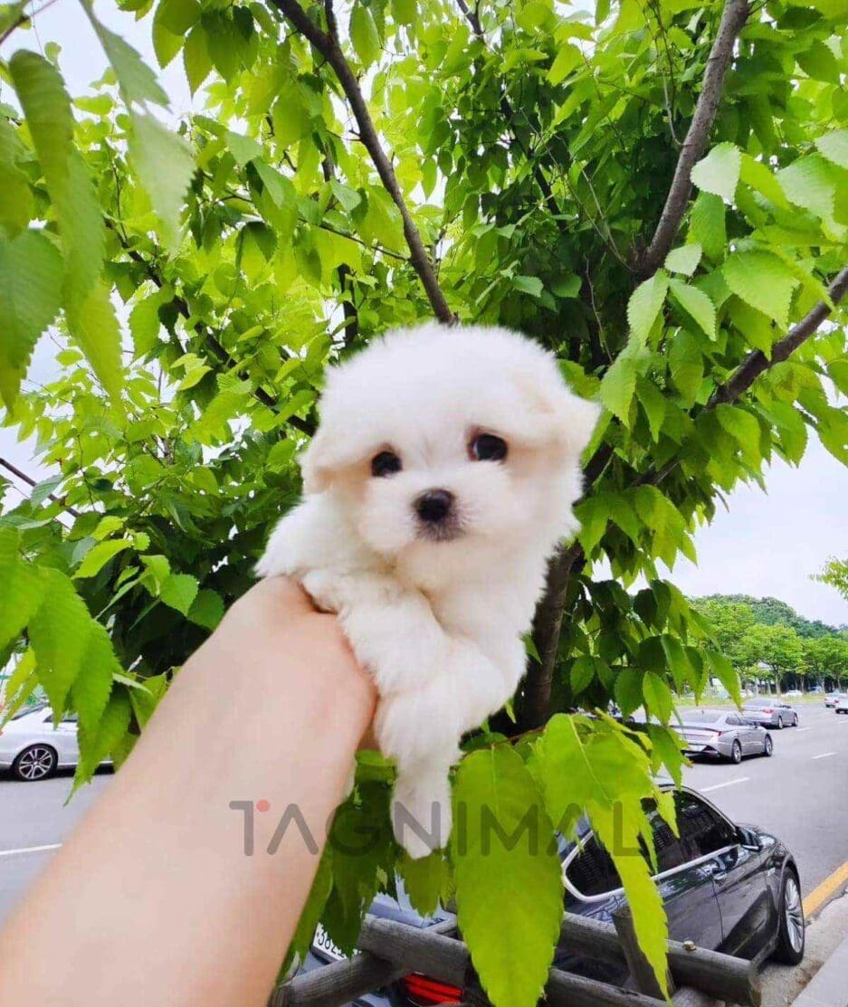 Maltese puppy for sale, dog for sale at Tagnimal