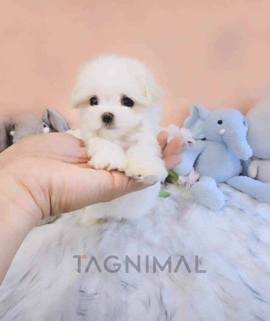 Maltese puppy for sale, dog for sale at Tagnimal