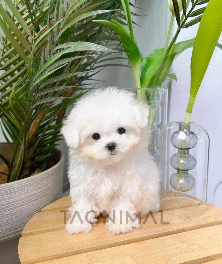 Maltichon puppy for sale, dog for sale at Tagnimal