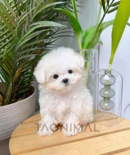 Maltichon puppy for sale, dog for sale at Tagnimal