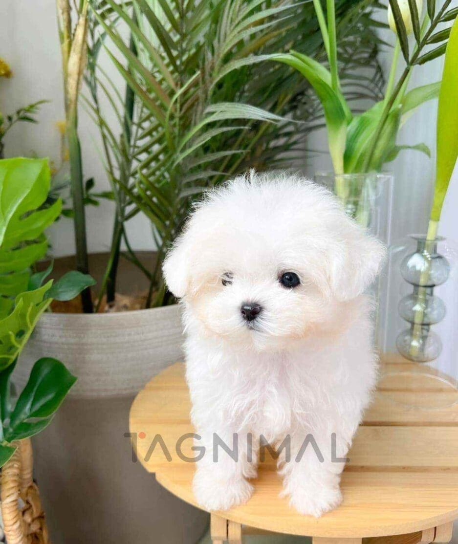 Maltichon puppy for sale, dog for sale at Tagnimal