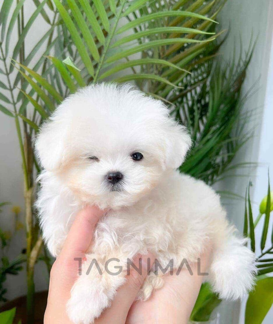 Maltichon puppy for sale, dog for sale at Tagnimal