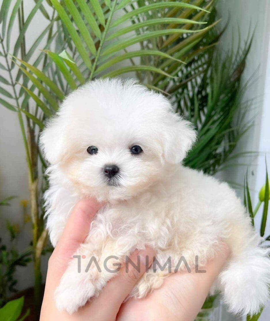 Maltichon puppy for sale, dog for sale at Tagnimal