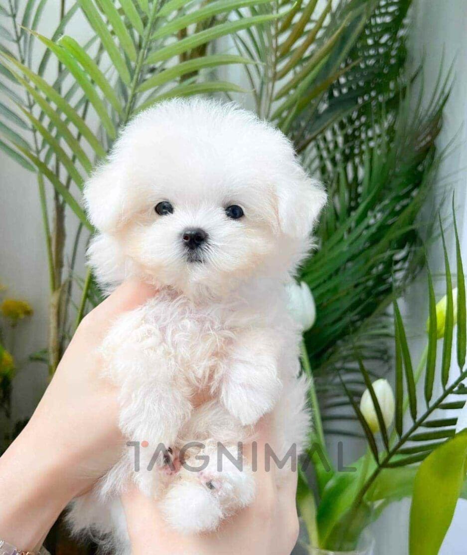 Maltichon puppy for sale, dog for sale at Tagnimal