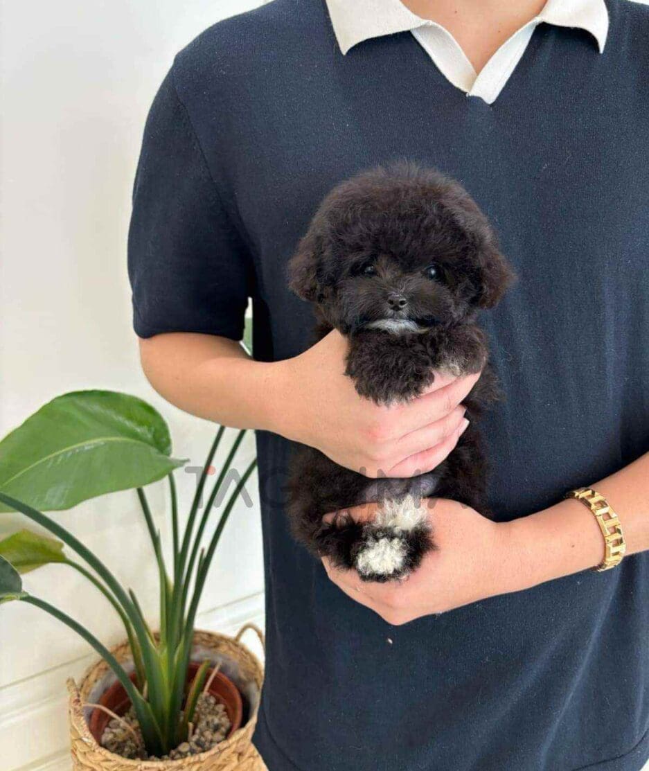 Maltipoo puppy for sale, dog for sale at Tagnimal