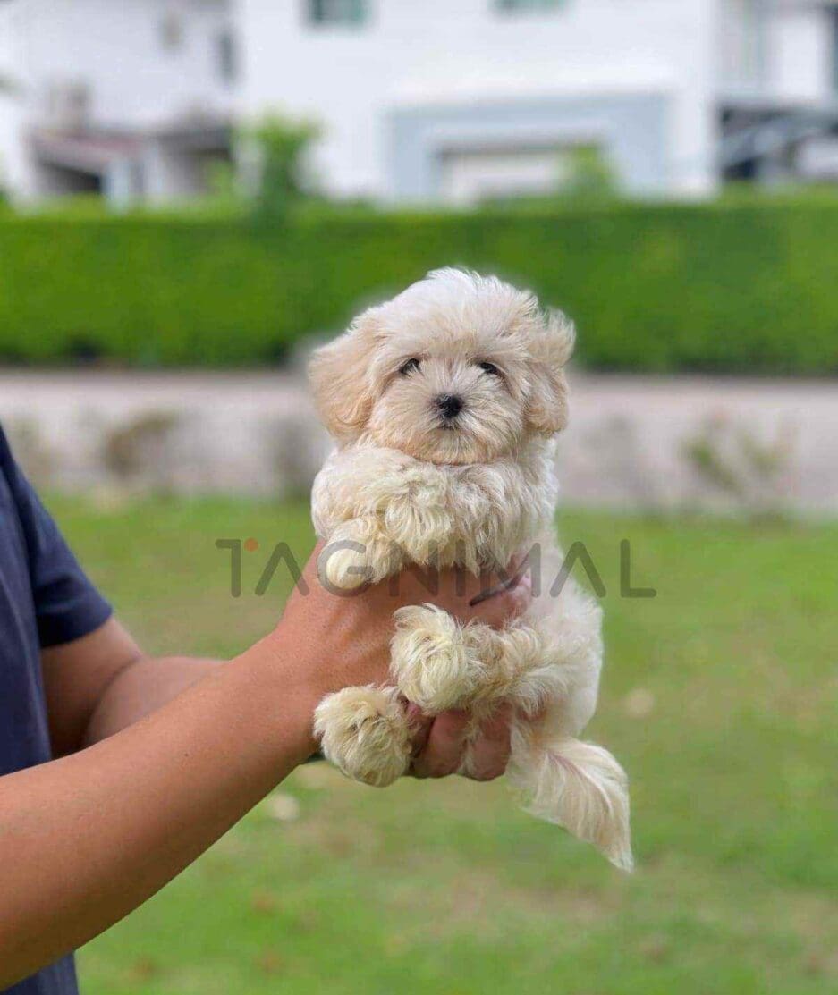 Maltipoo puppy for sale, dog for sale at Tagnimal