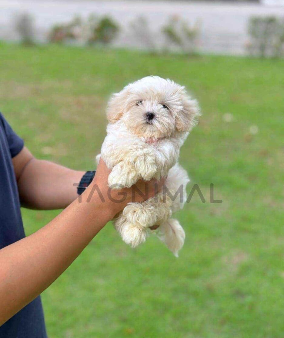 Maltipoo puppy for sale, dog for sale at Tagnimal