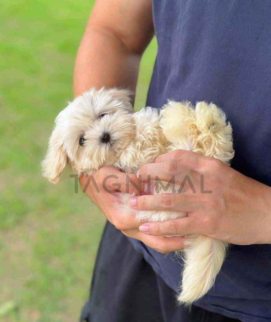 Maltipoo puppy for sale, dog for sale at Tagnimal