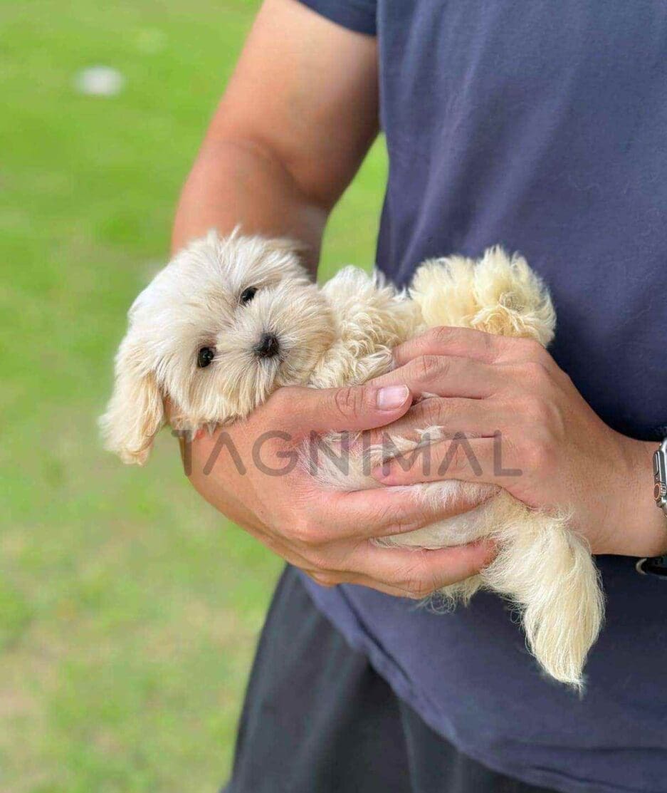 Maltipoo puppy for sale, dog for sale at Tagnimal