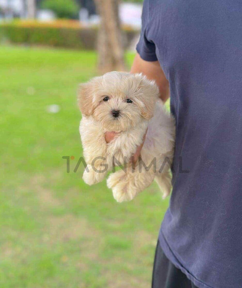 Maltipoo puppy for sale, dog for sale at Tagnimal