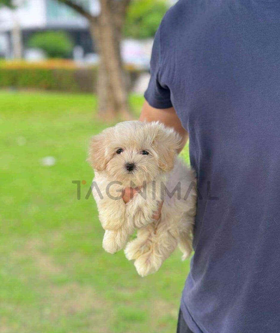 Maltipoo puppy for sale, dog for sale at Tagnimal