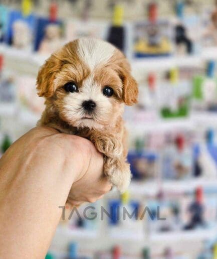 Maltipoo puppy for sale, dog for sale at Tagnimal