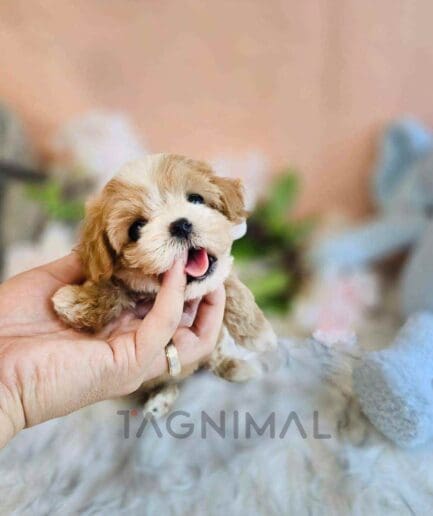 Maltipoo puppy for sale, dog for sale at Tagnimal