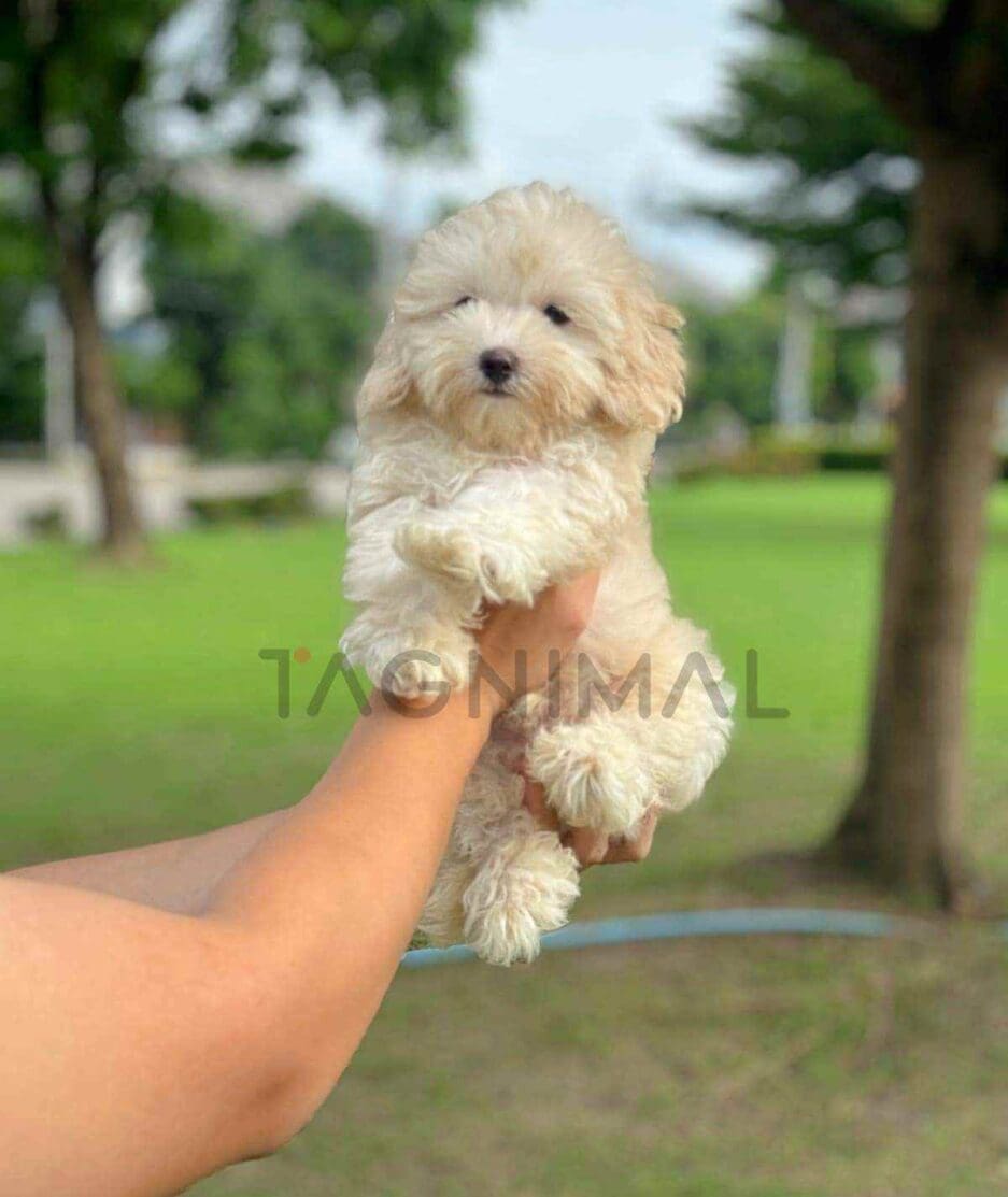 Maltipoo puppy for sale, dog for sale at Tagnimal