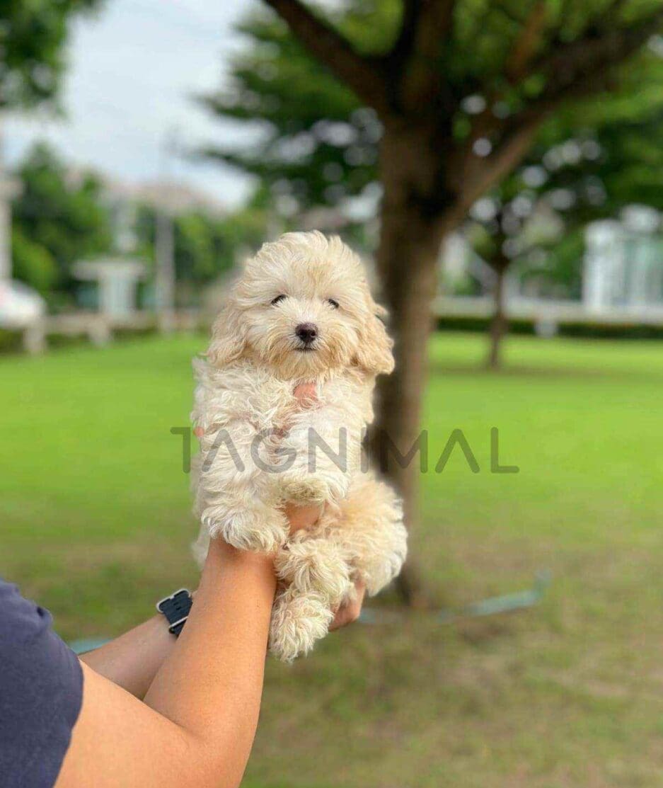 Maltipoo puppy for sale, dog for sale at Tagnimal