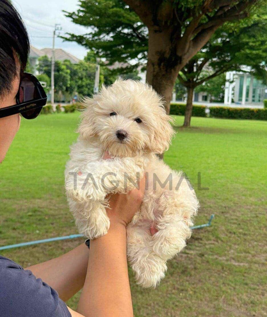 Maltipoo puppy for sale, dog for sale at Tagnimal