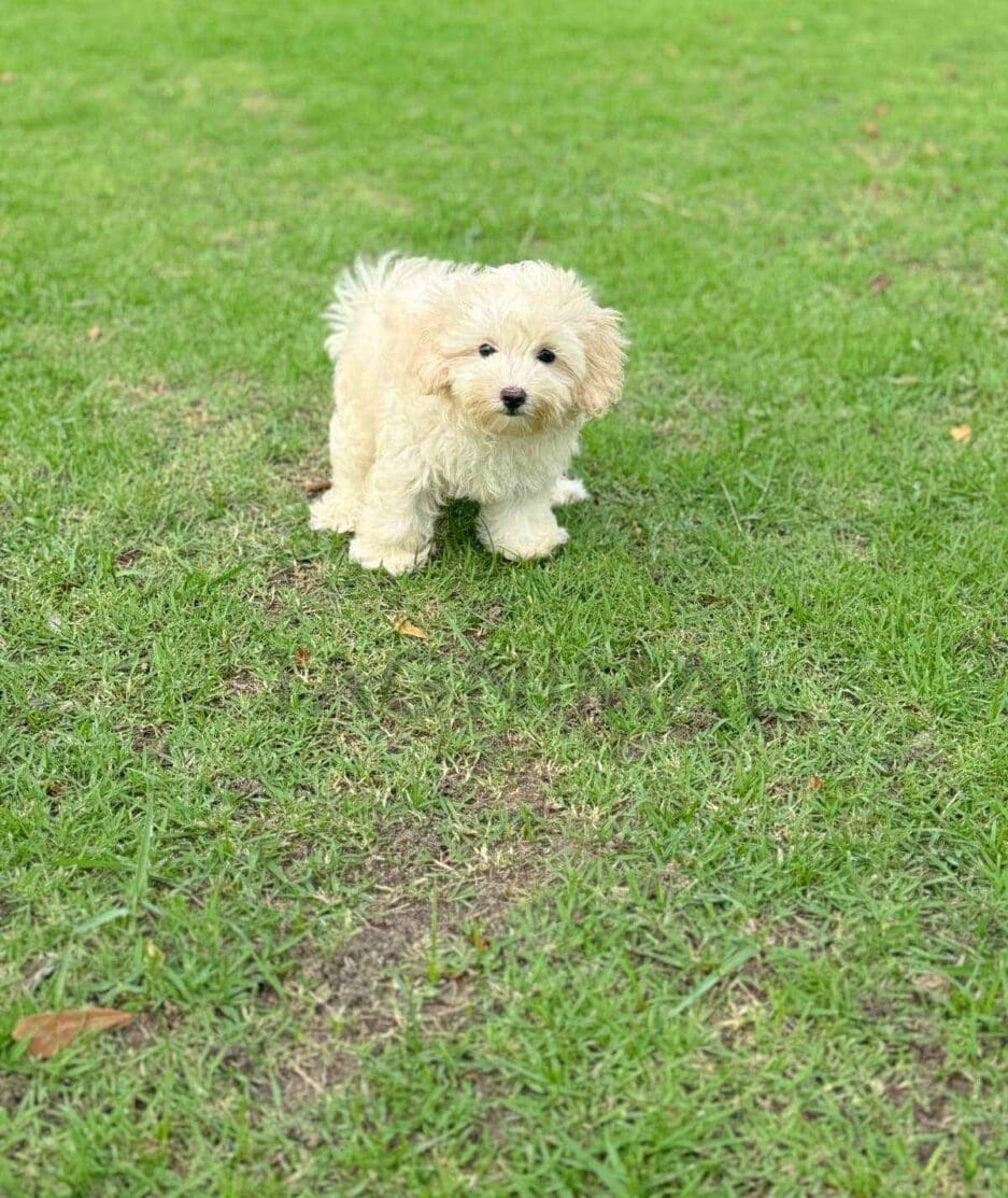 Maltipoo puppy for sale, dog for sale at Tagnimal