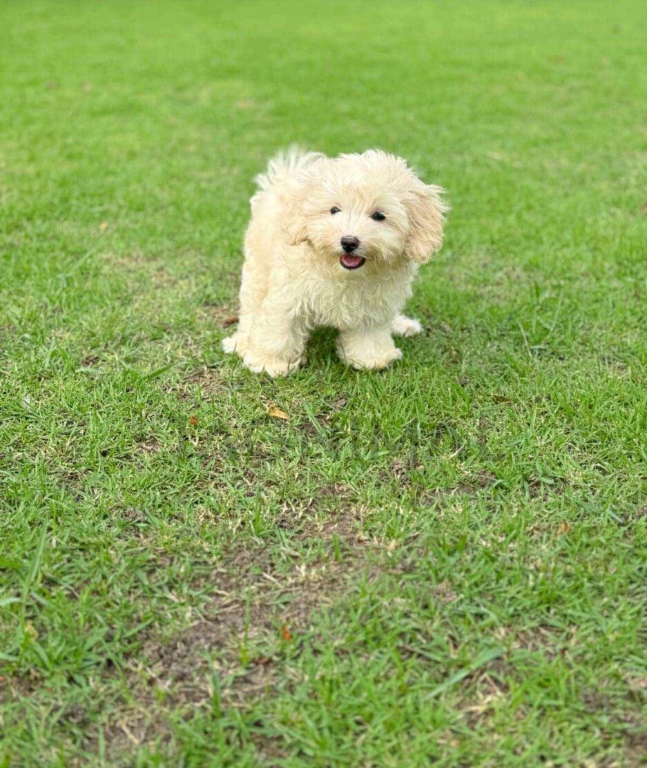 Maltipoo puppy for sale, dog for sale at Tagnimal