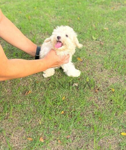 Maltipoo puppy for sale, dog for sale at Tagnimal