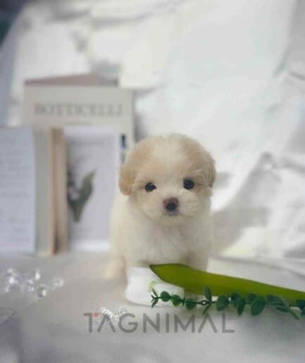 Maltipoo puppy for sale, dog for sale at Tagnimal