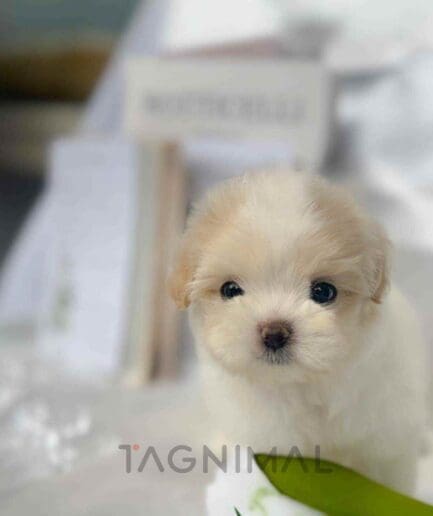 Maltipoo puppy for sale, dog for sale at Tagnimal