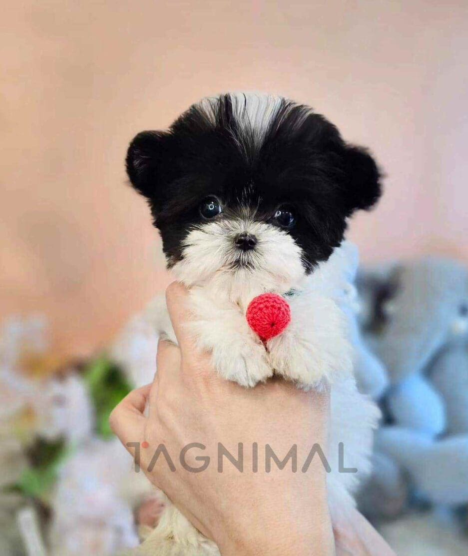 Maltipoo puppy for sale, dog for sale at Tagnimal