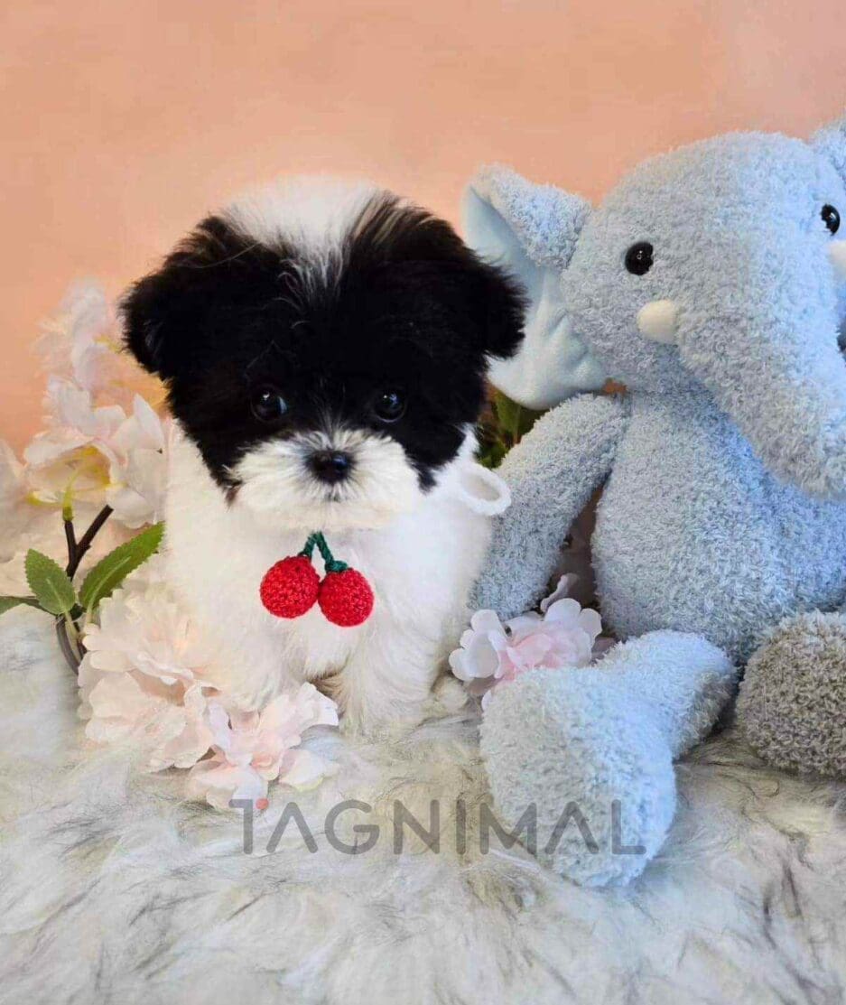 Maltipoo puppy for sale, dog for sale at Tagnimal