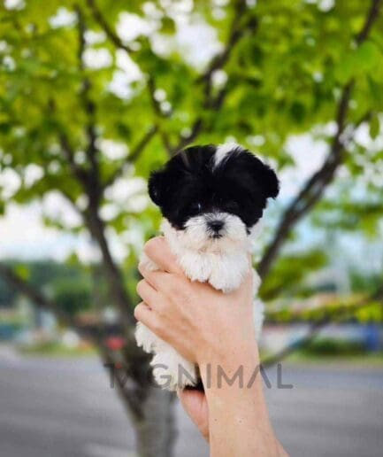 Maltipoo puppy for sale, dog for sale at Tagnimal