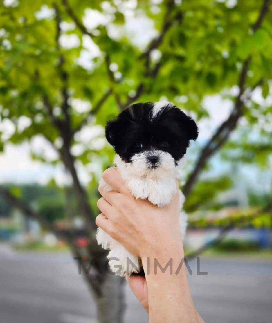 Maltipoo puppy for sale, dog for sale at Tagnimal