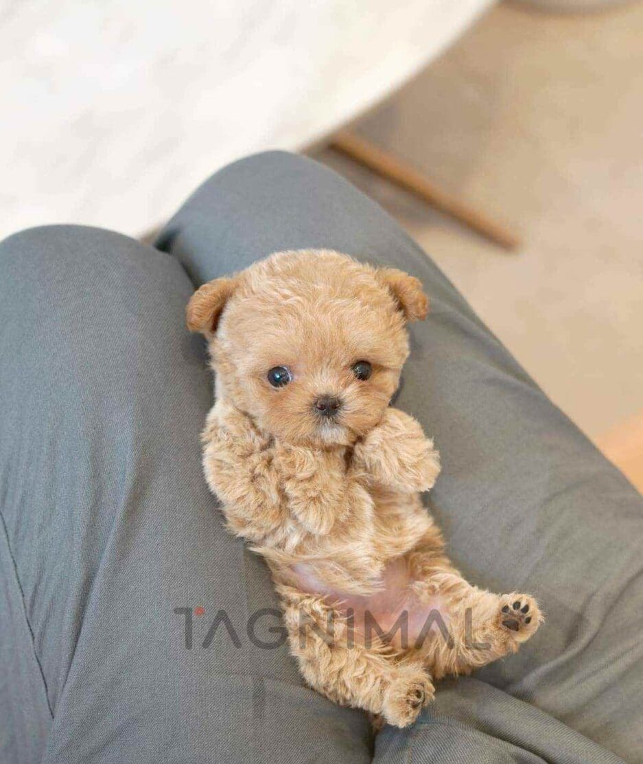 Maltipoo puppy for sale, dog for sale at Tagnimal