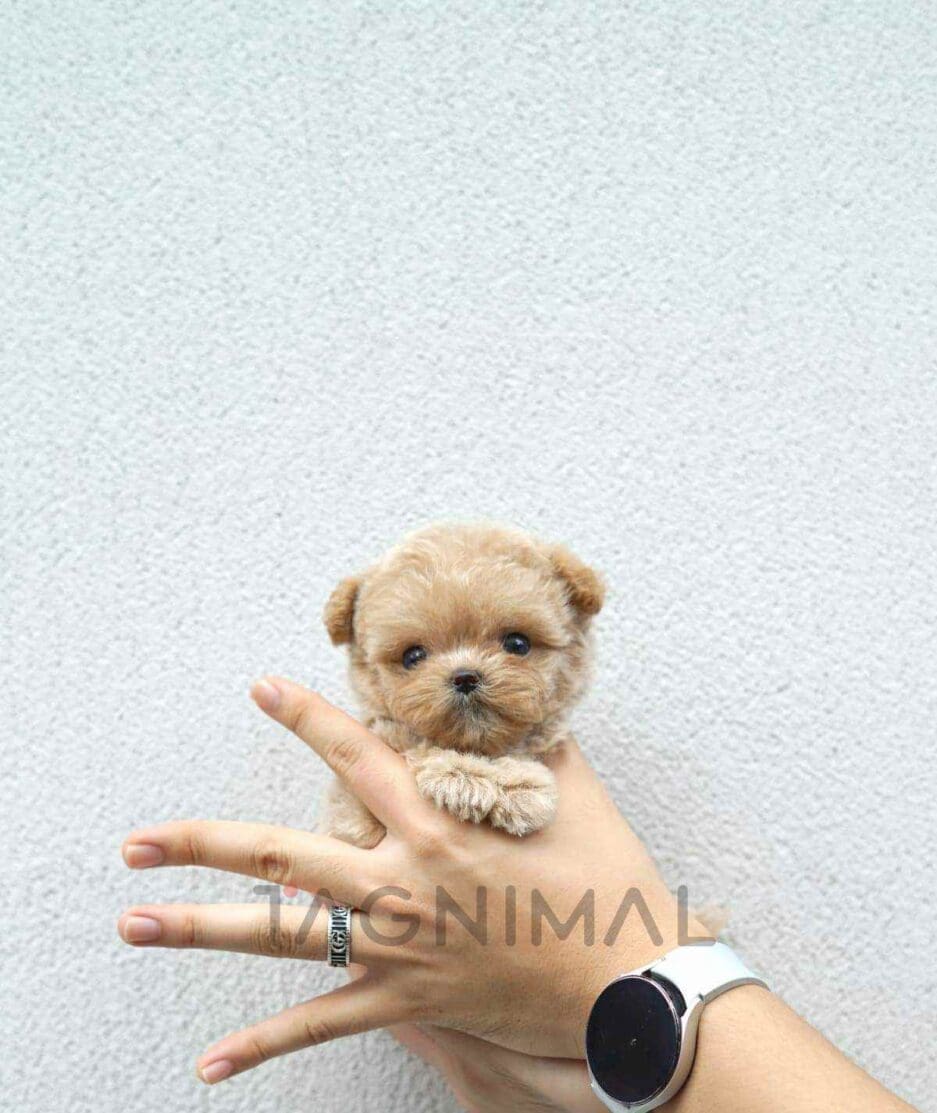 Maltipoo puppy for sale, dog for sale at Tagnimal