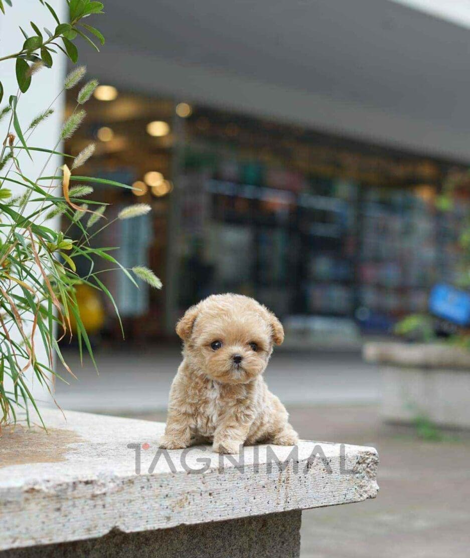 Maltipoo puppy for sale, dog for sale at Tagnimal