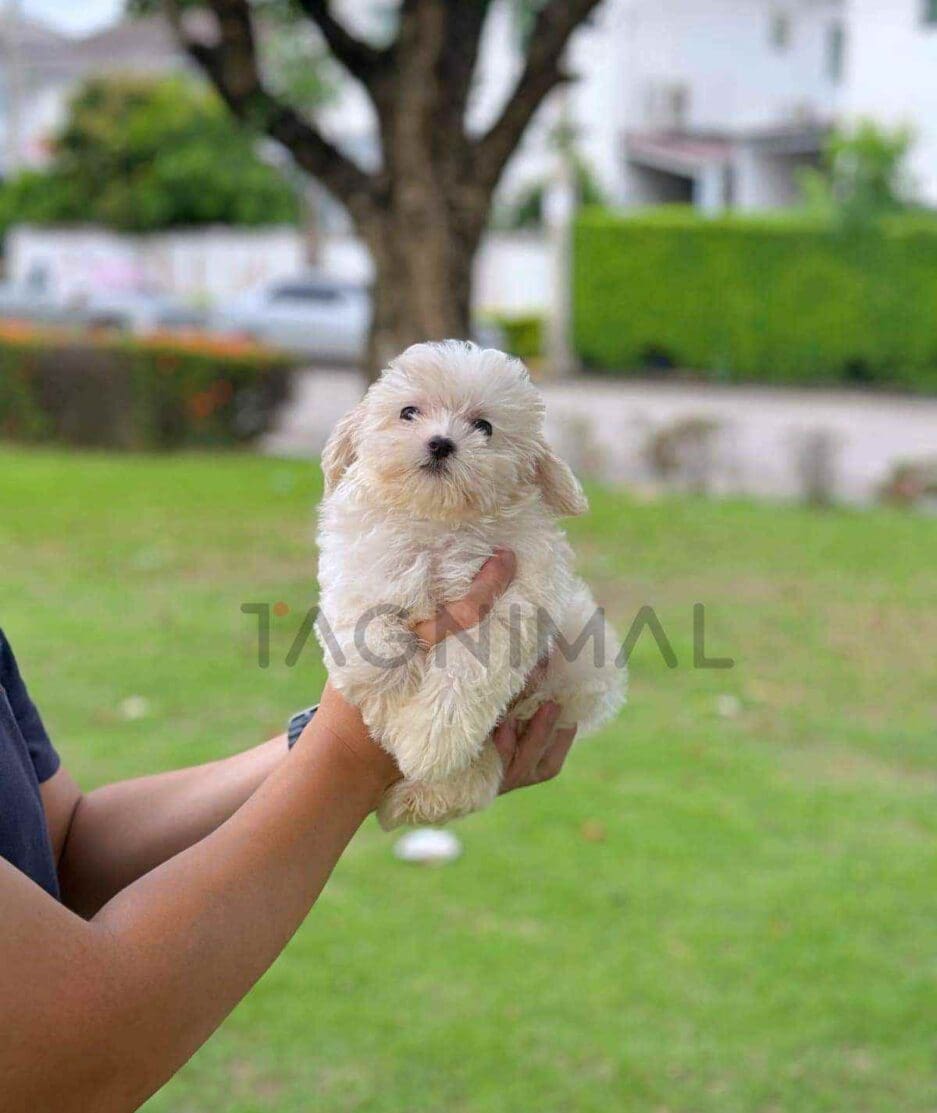 Maltipoo puppy for sale, dog for sale at Tagnimal