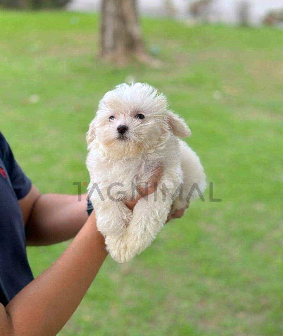 Maltipoo puppy for sale, dog for sale at Tagnimal