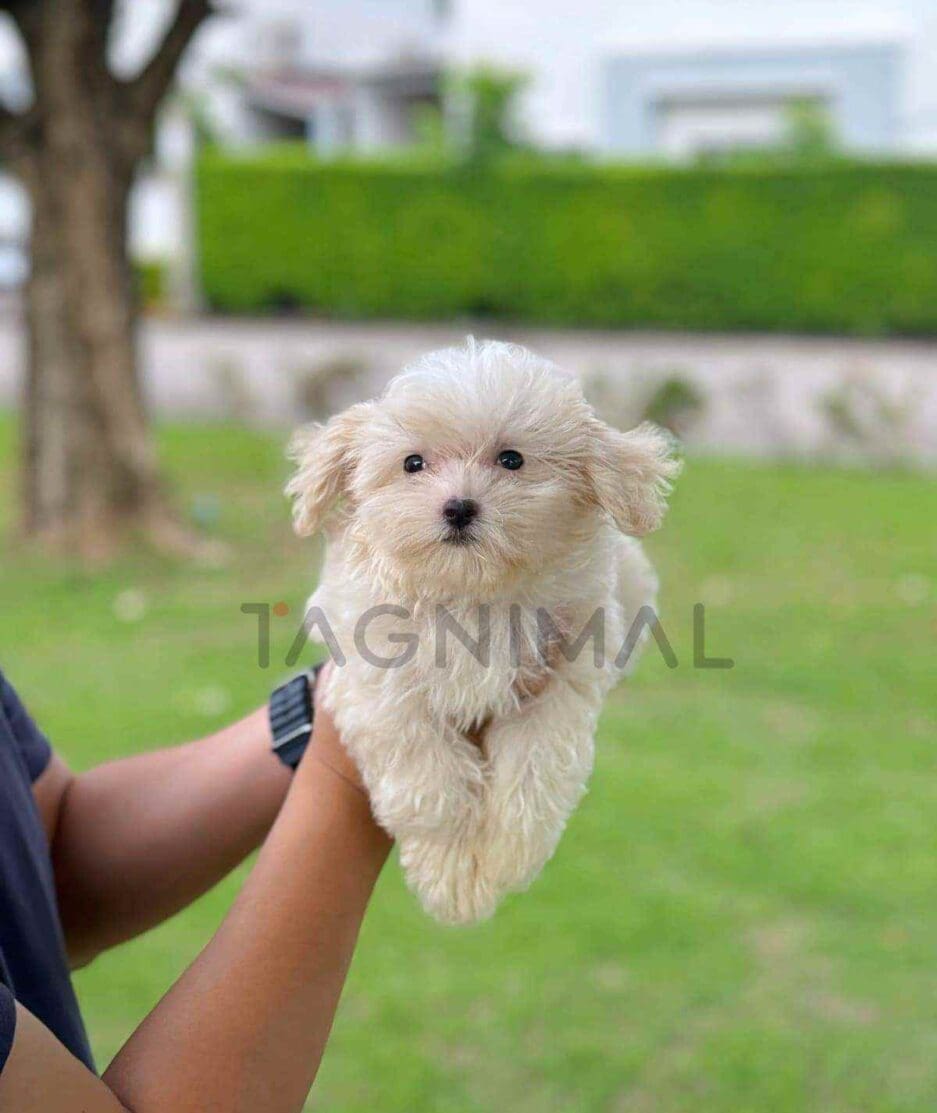 Maltipoo puppy for sale, dog for sale at Tagnimal