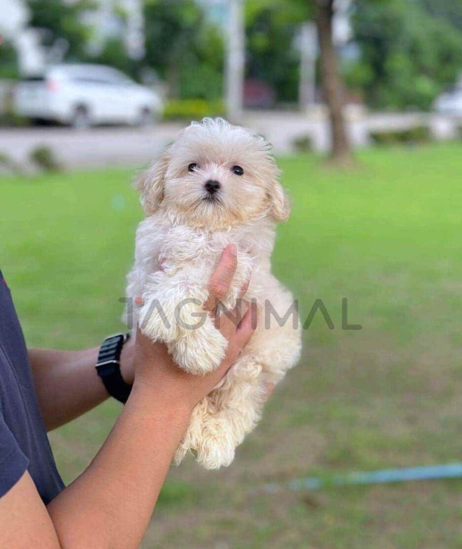 Maltipoo puppy for sale, dog for sale at Tagnimal